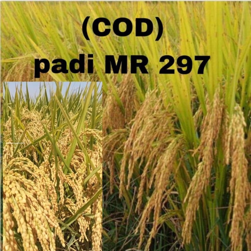 BENIH PADI MR 297 SUPER 1KG