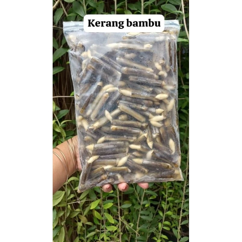 

Kerang Bambu