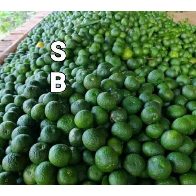 

Jeruk purut jeruk bummbu segar murah 1kg