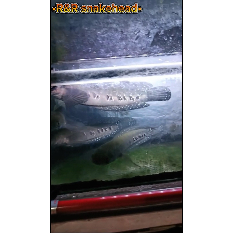 chana ys batik 100% ikan sehat size 15-20 cm