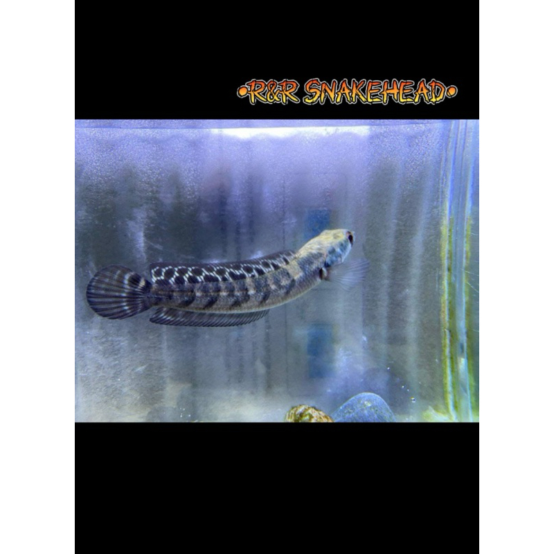 chana ys batik progresan size 10-15 cm