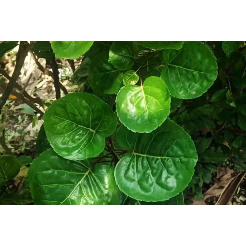 

Daun mangkokan di jual per 100gram