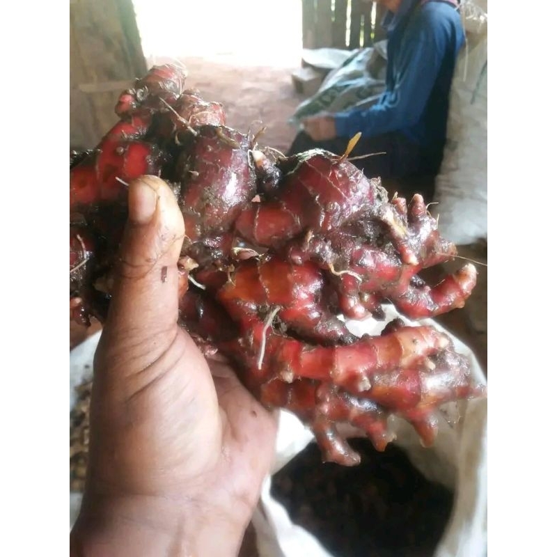 

jahe merah per 150gram paket hemat