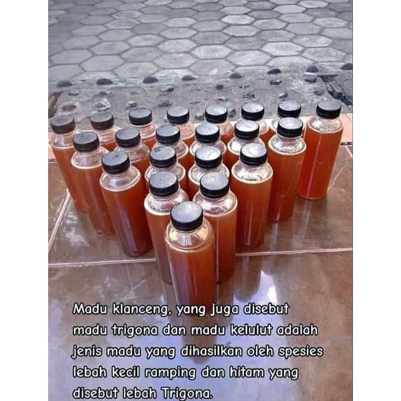 

Madu Klanceng Asli Lombok - Madu Trigona Murni Rasa Khas Asam Manis