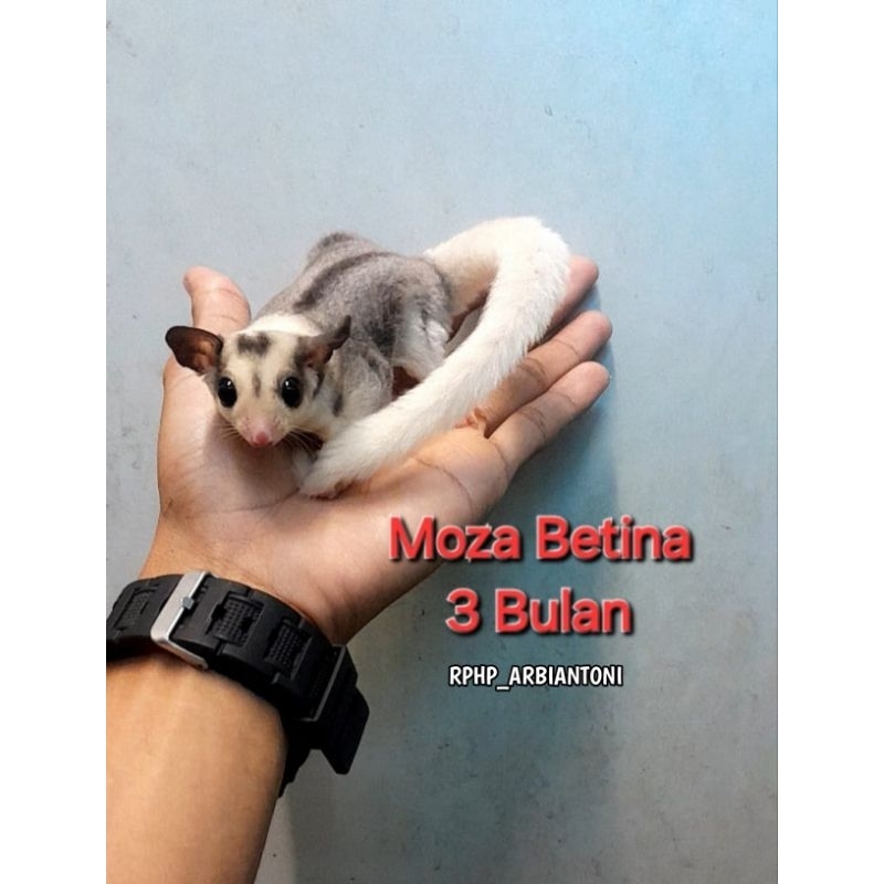 SUGAR GLIDER MOSAIC BETINA [ JOEY/ANAKAN ]