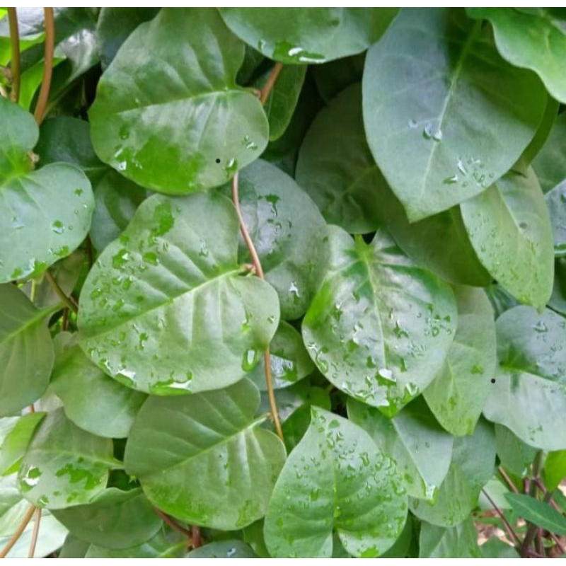 

daun binahong fress 20gram