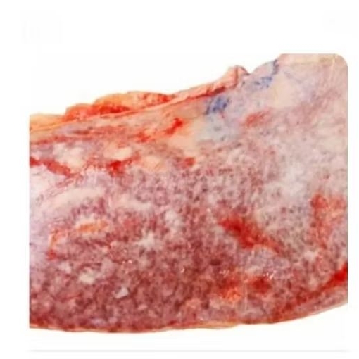 

limpa sapi lokal@1kilo