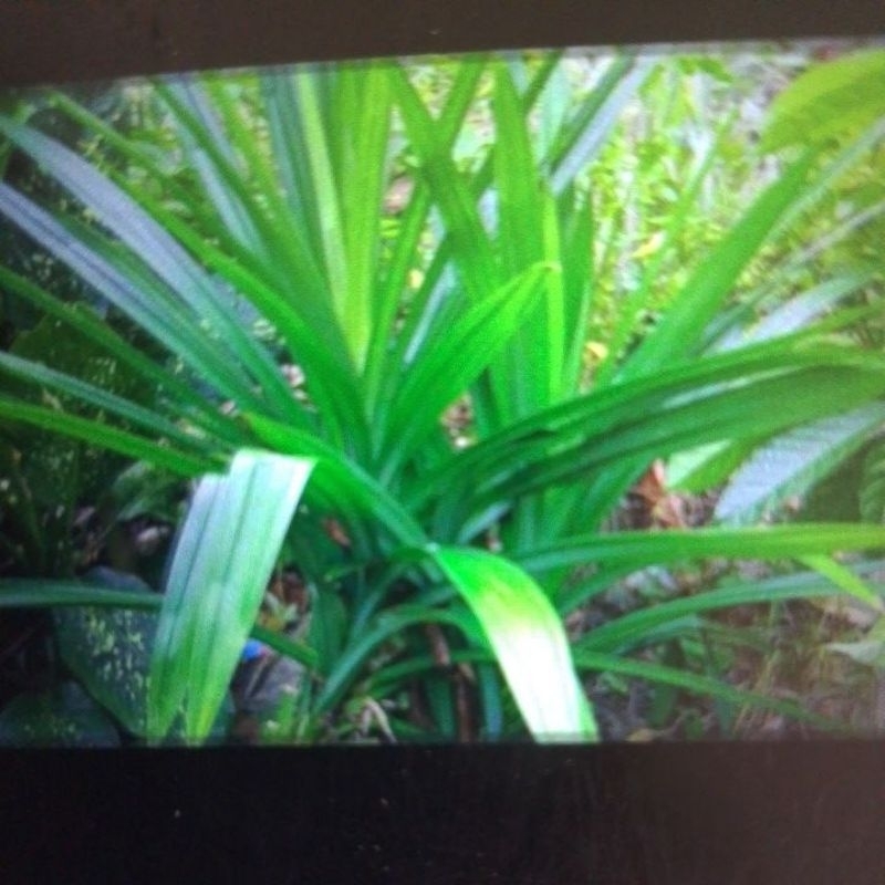 

daun pandan per 500Gram