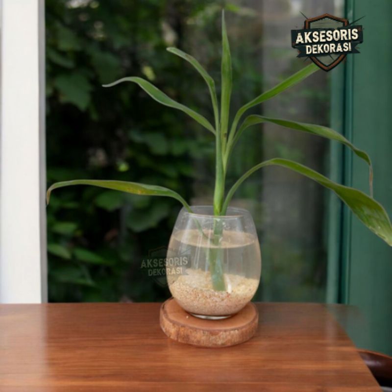 Vas Kaca Bulat | Vas Kaca Estetik | Vas Kaca Bunga | Vas Kaca Tanaman | Vas Tanaman Hidup | Vas Kaca