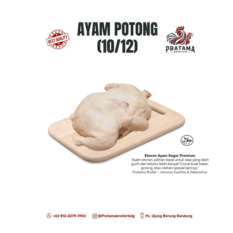

Ayam Potong ( 10/12 ) - Pratama Broiler