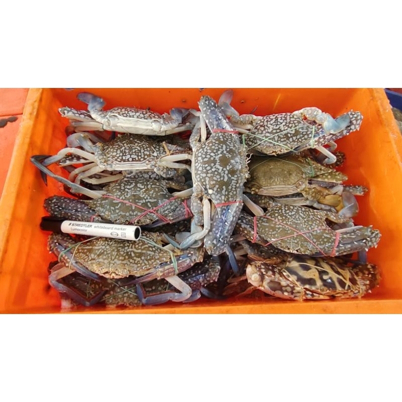KEPITING RAJUNGAN JUMBO FRESH FROZEN PREMIUM