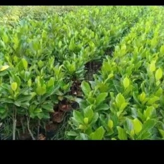 bibit pohon nangka madu satu taun sudah berbuah