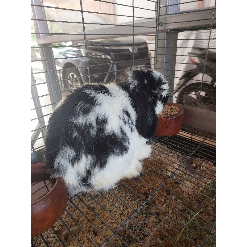 kelinci holland lop jantan broken black