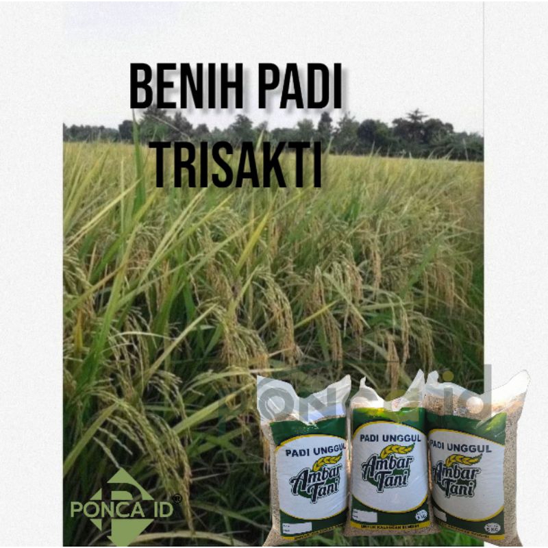 Padi padi benih padi trisakti 5kg