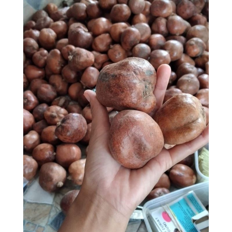 

buah zuriat mesir