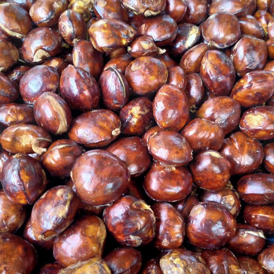 

Jengkol/Jengkol Tua/Jengkol Super 500 gr dan 1 kg