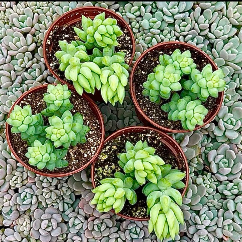 tanaman hias sukulen Sedum Burrito Donkey Tail Air Mata Ibu