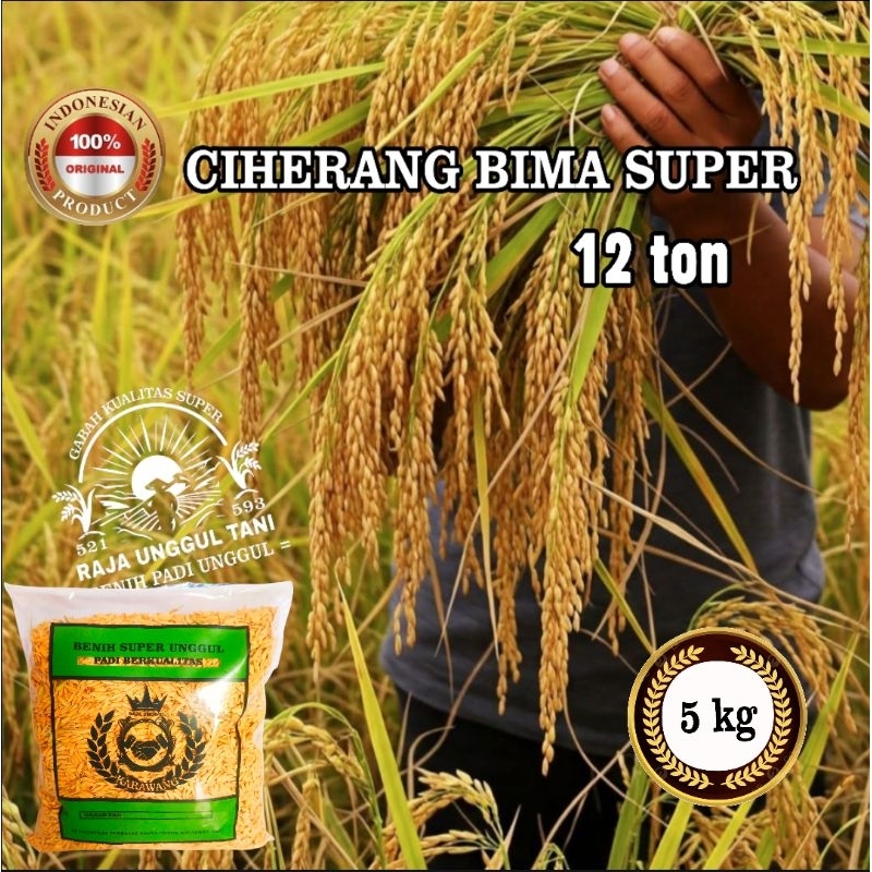 KEMASAN 5kg BENIH BIBIT PADI CIHERANG BIMA SUPER UNGGUL POTENSI HASIL 12TON PER HA GABAH BERKUALITAS