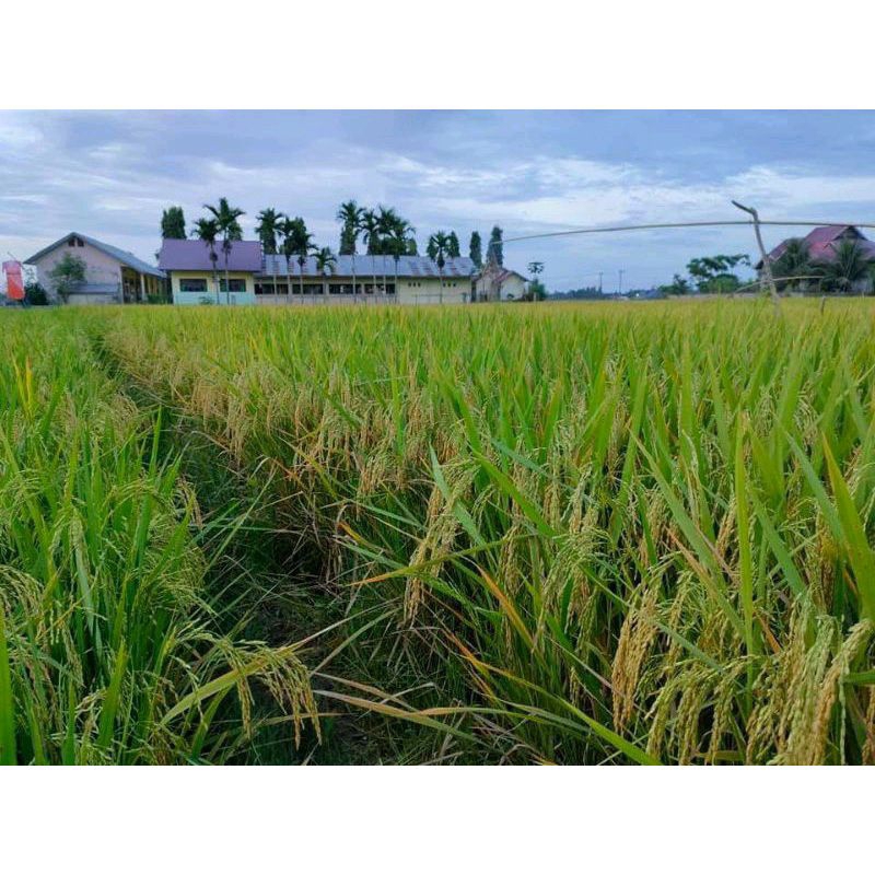 BENIH PADI CBD 04 KEMASAN 1KG