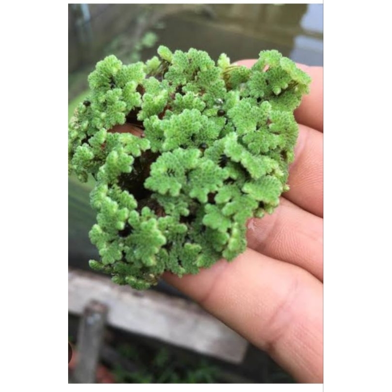 

azolla hidup 1 kg