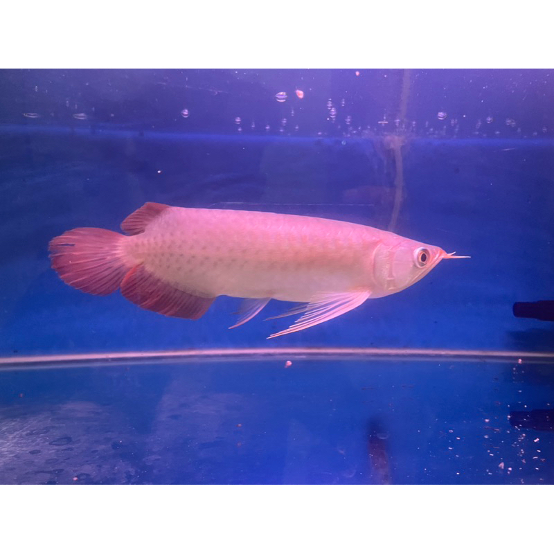 patung arwana super red size 20-27 cm serti chip lengkap