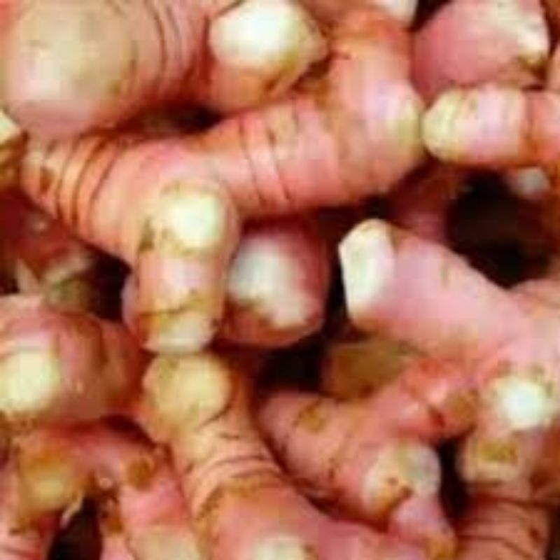 

laos laja fresh termurah bumbu dapur 250 gr 500 gr 1 kg