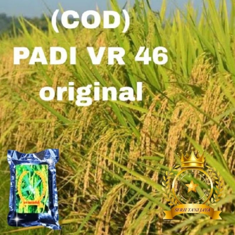 BENIH PADI VR 46 UNGGUL 10KG KUALITAS ORIGINAL