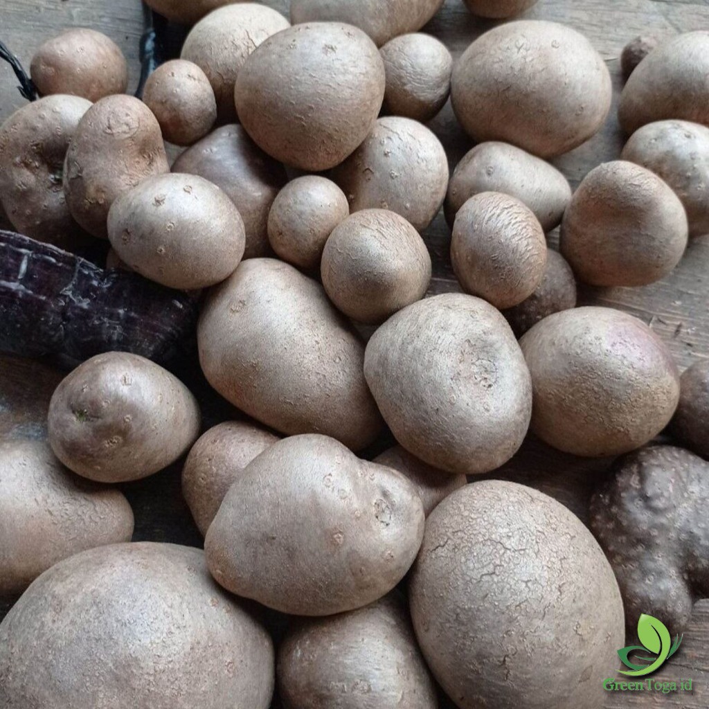 

Kentang Gantung / Kentang Udara / Gembili / Air Potato / Kentang Rambat Organik - Fresh Panen