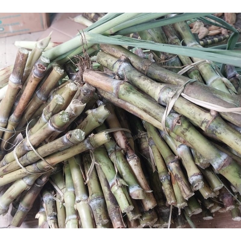 BIBIT TERUBUK/TEBU SAYUR/TEBU TELOR 10 BATANG