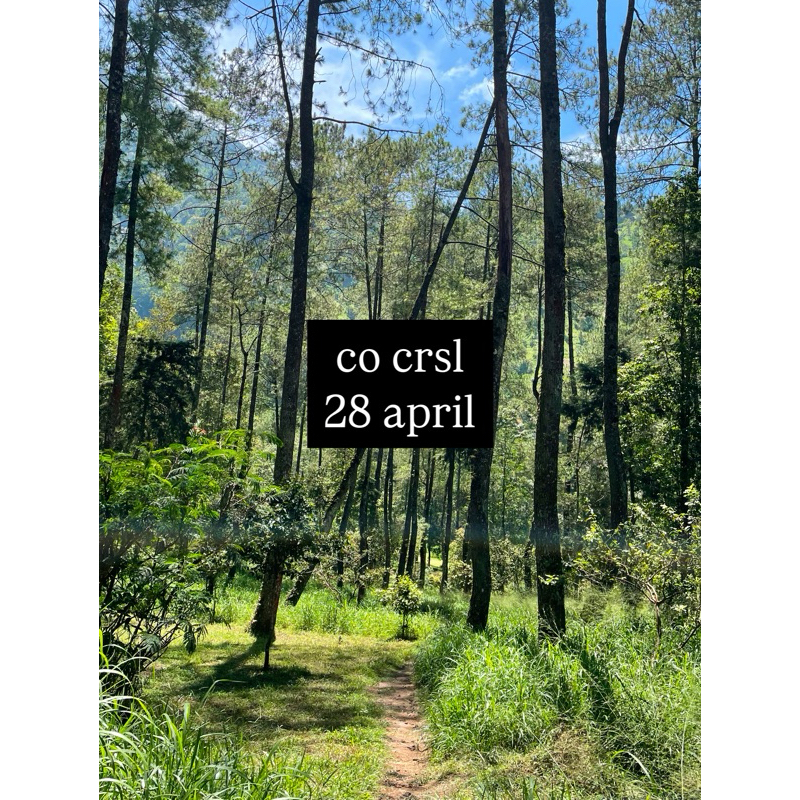 co crsl buaya 28 april