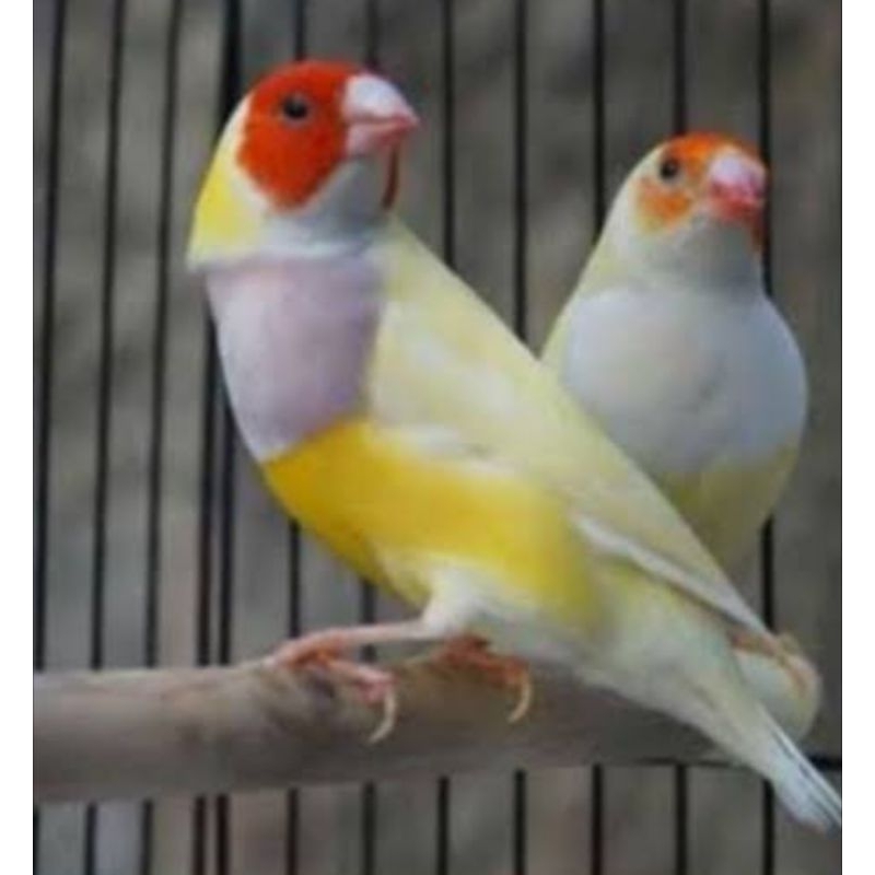 GOLD AMADINE KUNING SEPASANG