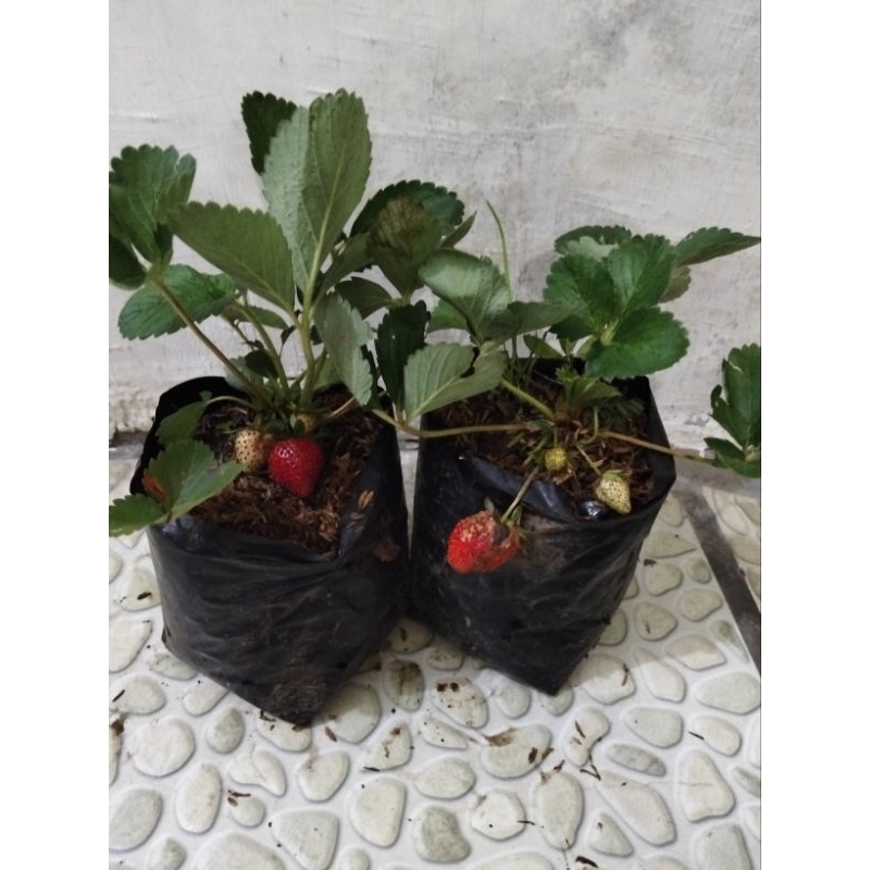 

bibit strowberry kalifornia