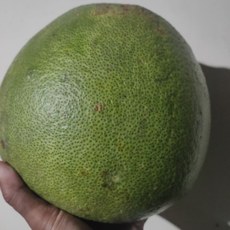 

jeruk pamelo madu muria tanpa biji berat 1 kg-1,5 kg