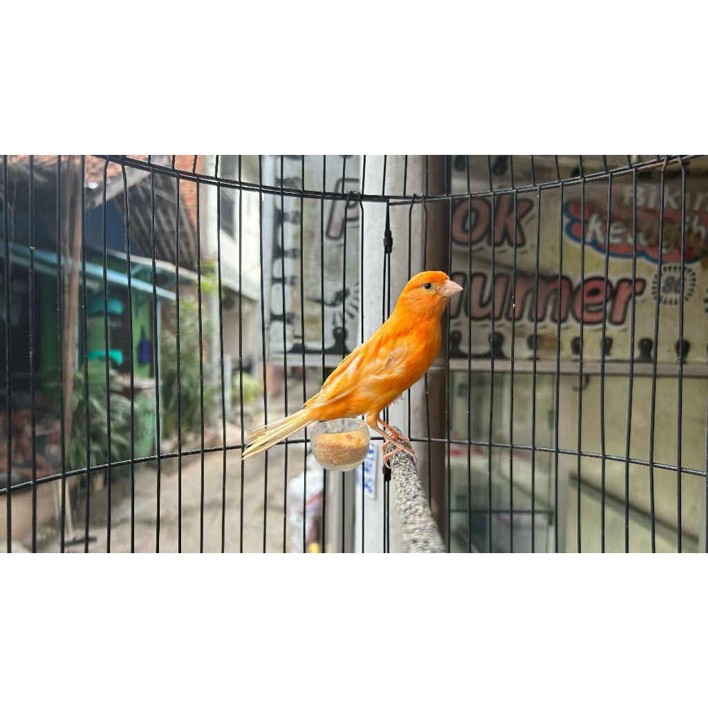 KENARI MERAH LOKAL SETENGAH VOLUME