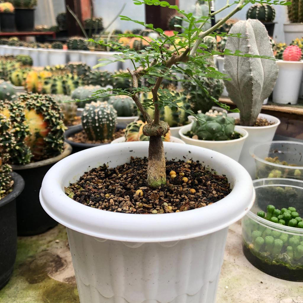 [Real Pict] Operculicarya Pachypus Tanaman Gurun Caudex Bonsai Eksotis Tanaman Hias