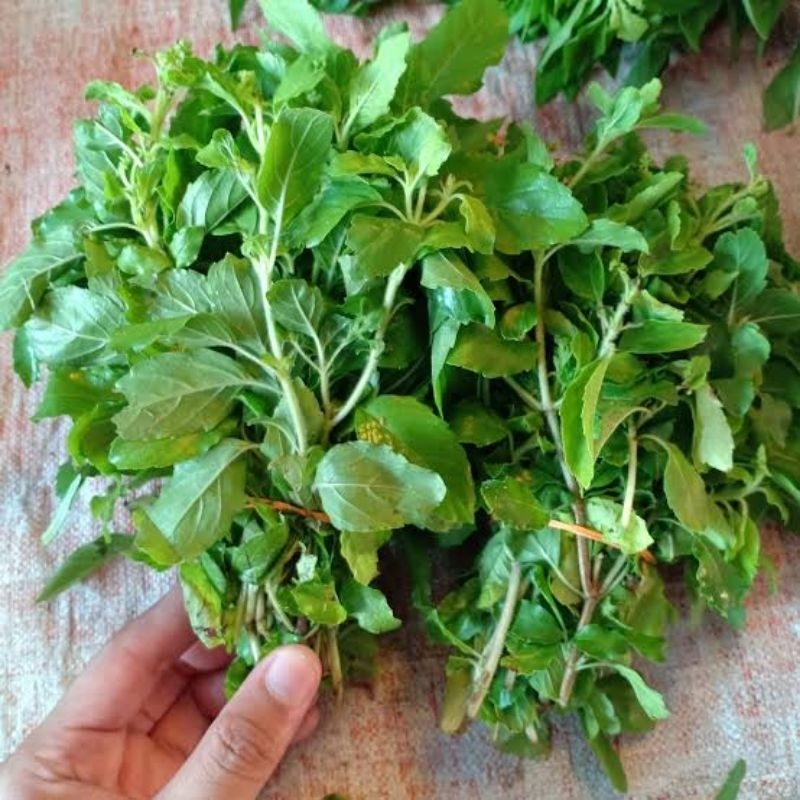 

Daun kemangi