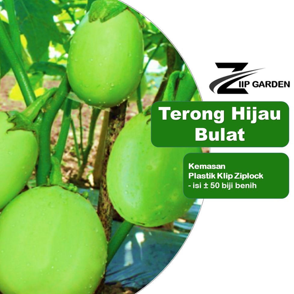 Benih Terong Hijau Bulat Unggul