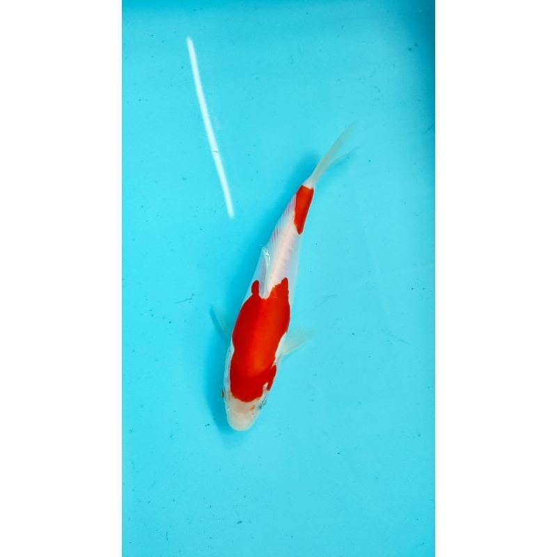 ikan koi kohaku doitsu 23 cm