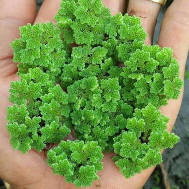 Tanaman Air Apung-Azolla microphylla-Bibit Azolla super 500gram