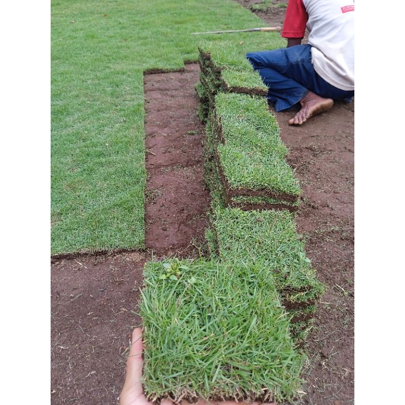 RUMPUT JEPANG PERKOTAK|RUMPUT KUBURAN ISI 200 KOTAK/PCS