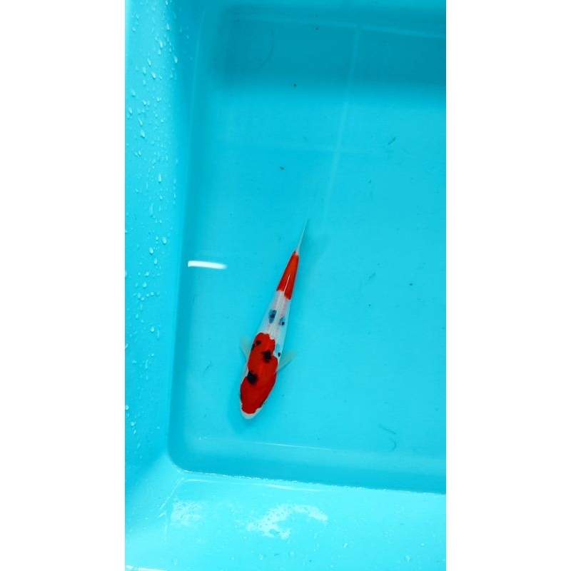 ikan koi blitar sanke doitsu 22 cm