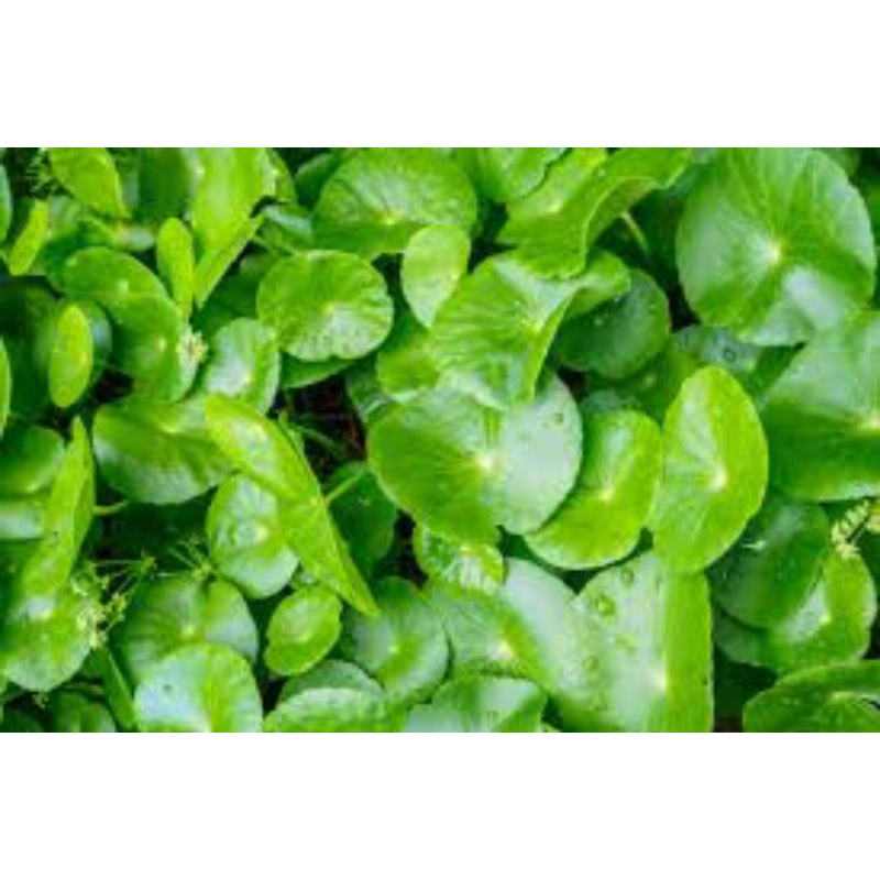 

Promo Daun Pegagan Daun Antanan fresh Segar hasil alam 500gram