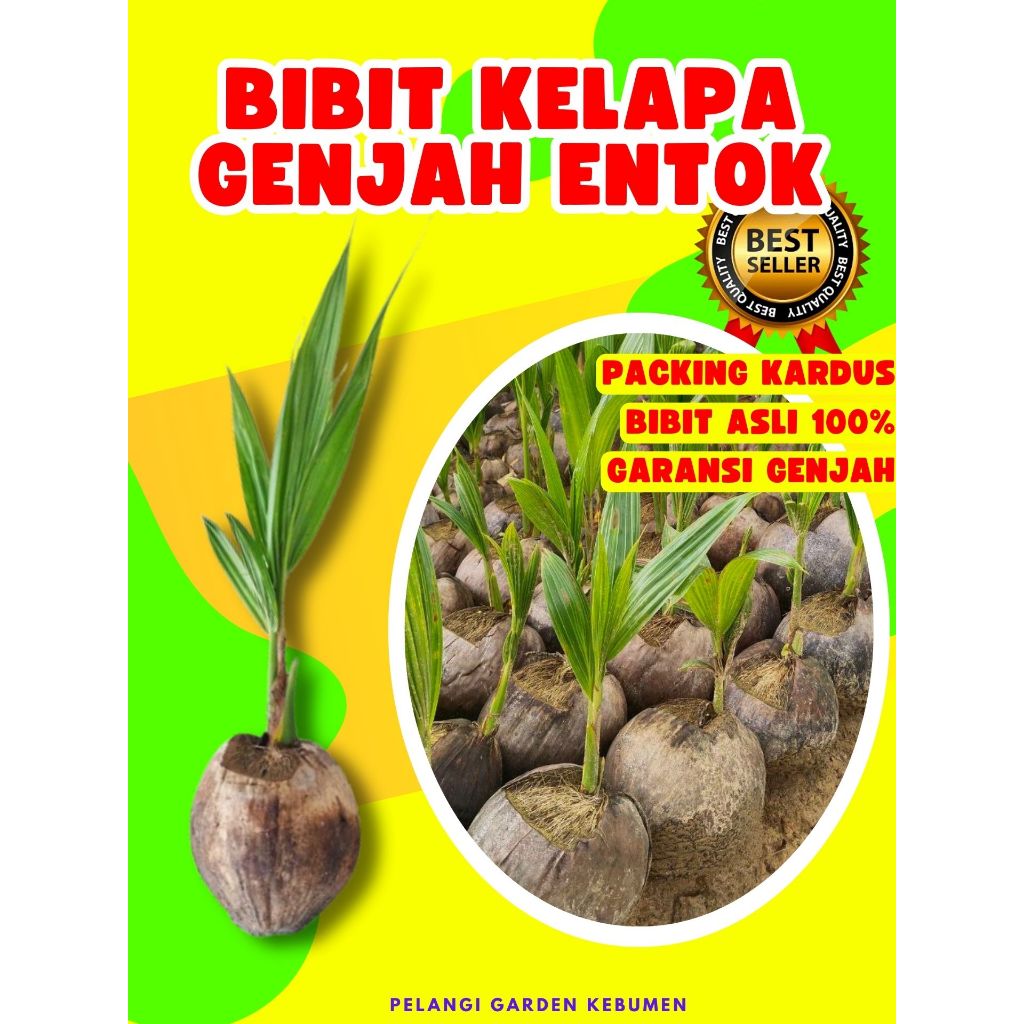 KUALITAS UNGGUL.. Tanaman Kelapa Kembar, Tanaman Kelapa Kecil