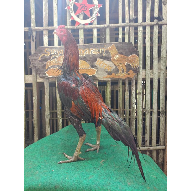 

Siapan Bk Selatan Mix Mangon