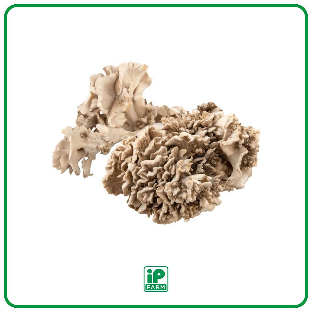 

KING OF JAMUR | JAMUR MAITAKE | MAITAKE MUSHROOM | JAMUR SULTAN