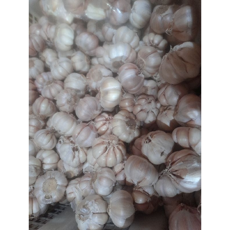 

bawang putih