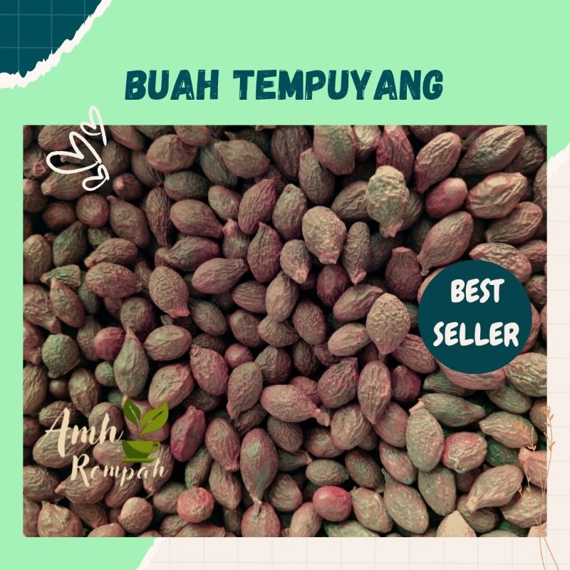 

Buah Tempuyang Kering, Buah Semangkuk Kemasan 100 gram