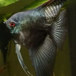 MANFISH GREEN AVATAR size INDUKAN