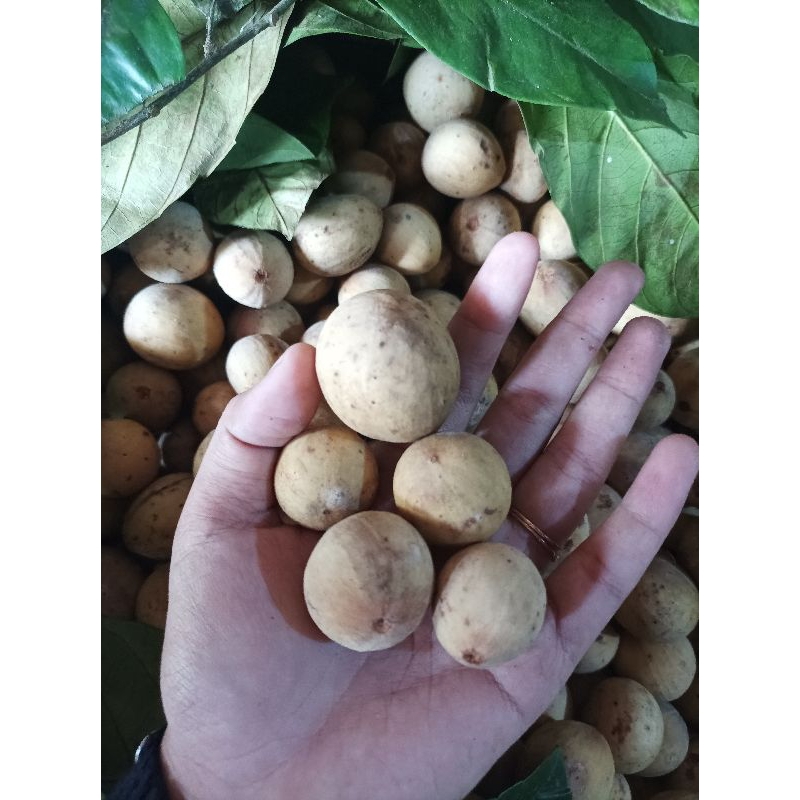 

Duku Purbalingga 1kg
