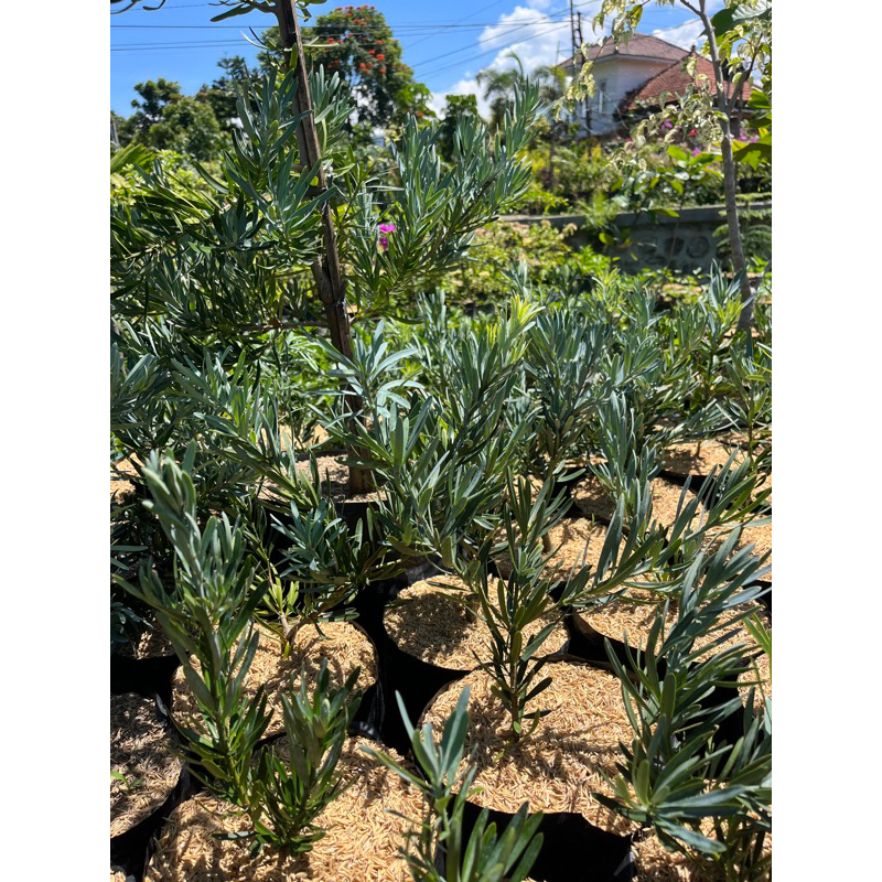 Lohansung Blue Ice - Tanaman Hias Lohansung Blue Ice Tinggi 20-40 - Lohansung Silver